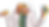 igor_rodapé.png
